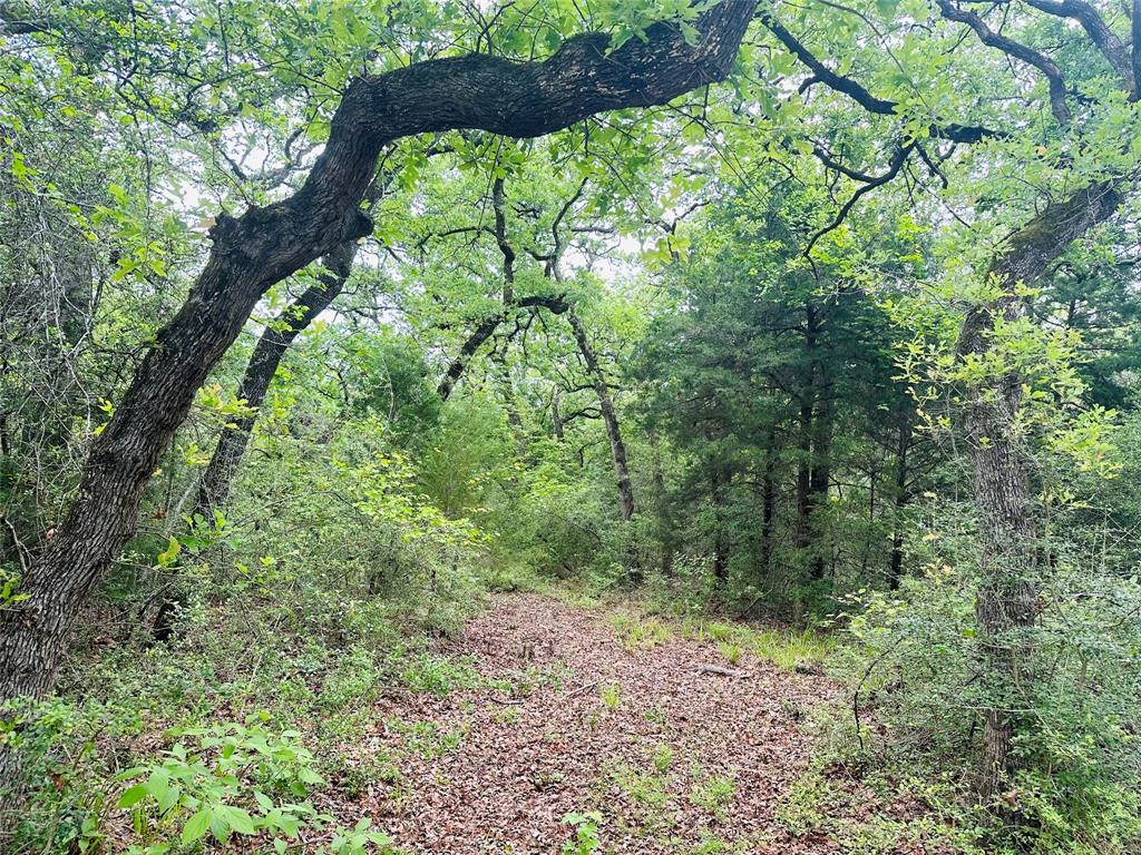 LOT 7 - 3AC County Road 2751, Buffalo, Texas image 4