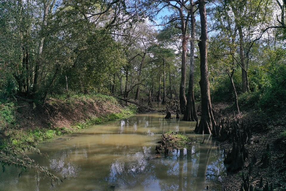 San Bernard Road, East Bernard, Texas image 30