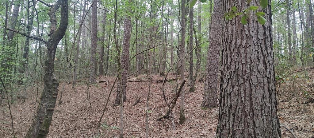 TBD County Road 165, Long Branch, Texas image 11