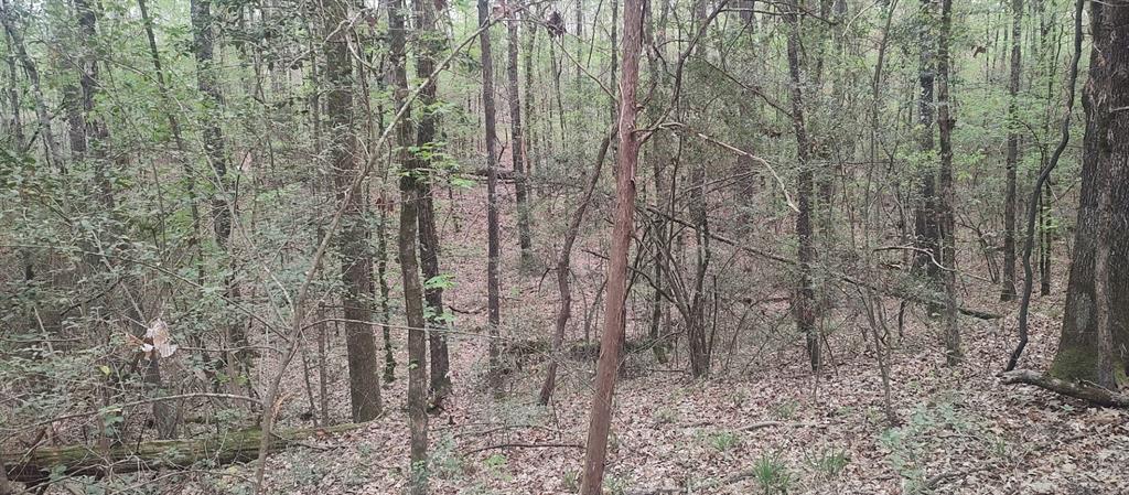 TBD County Road 165, Long Branch, Texas image 6