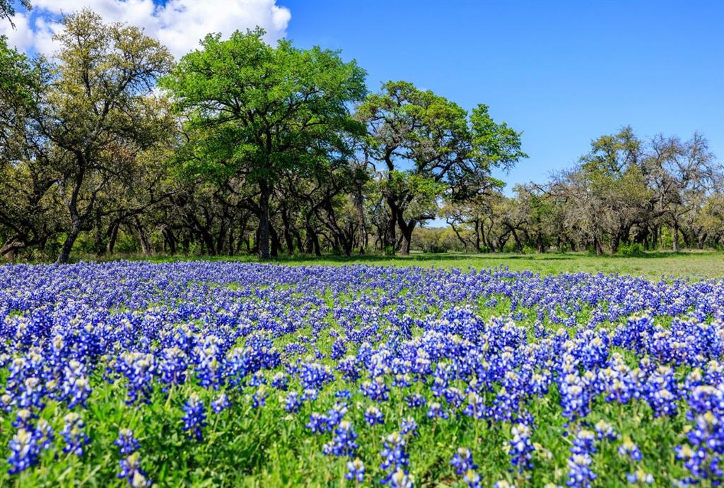 3101 Ranch Road 962, Cypress Mill, Texas image 35
