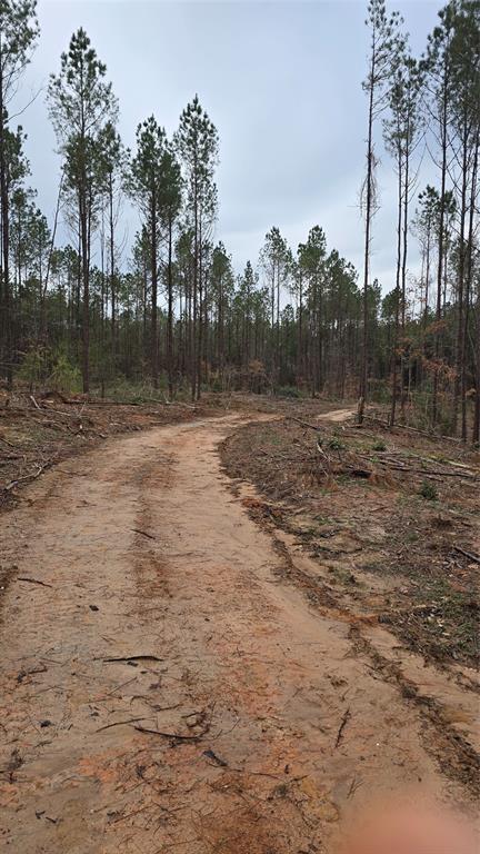 TBD Cr 1150, Woodville, Texas image 6