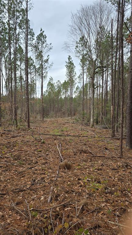 TBD Cr 1150, Woodville, Texas image 5