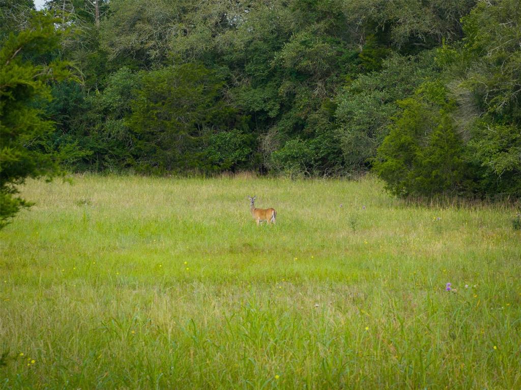 Lot 14&15 Woodland Meadows Lane, La Grange, Texas image 14