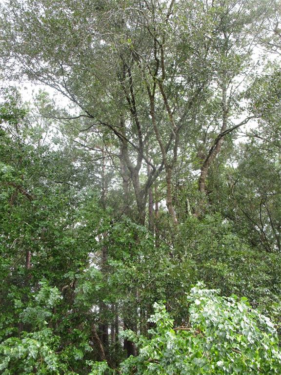 Lot 9 Stevens Forest, New Caney, Texas image 5