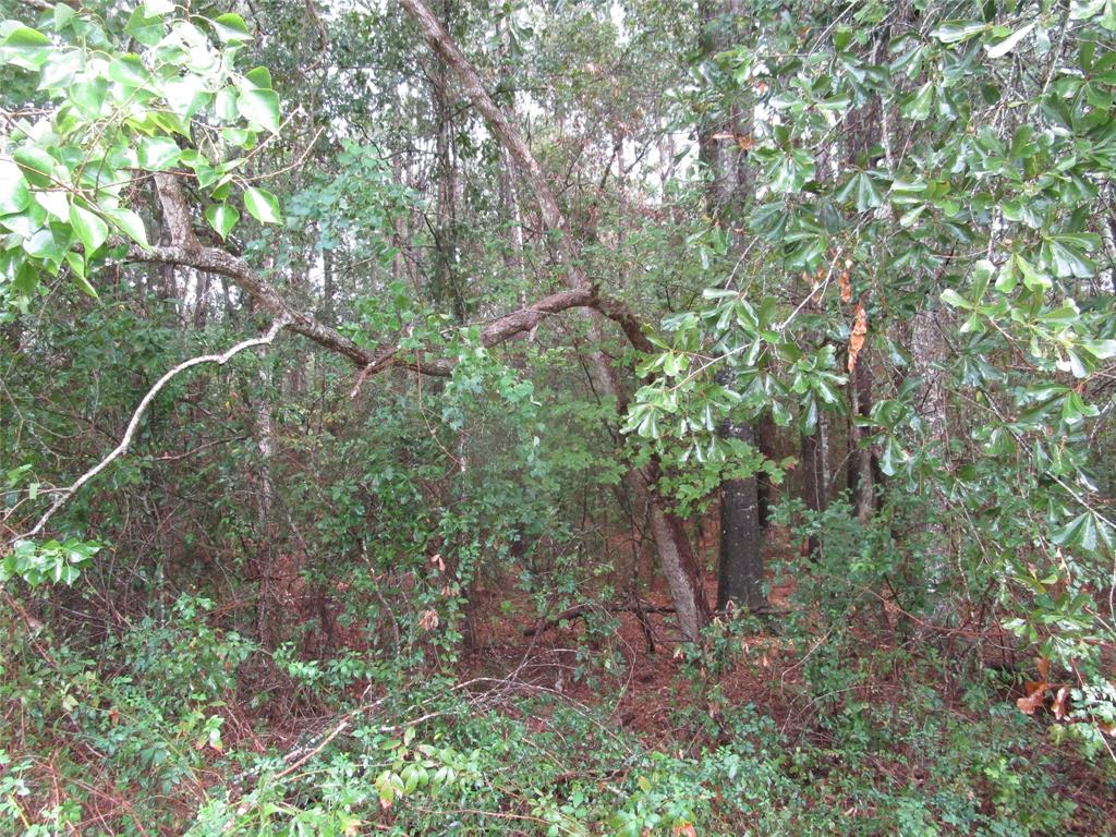 Lot 9 Stevens Forest, New Caney, Texas image 10