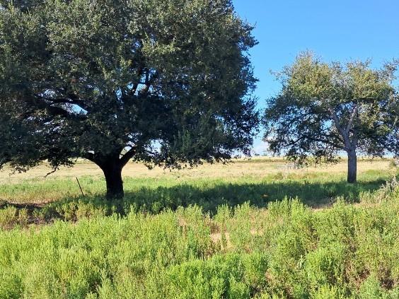 19289 Bosse Road, Washington, Texas image 35