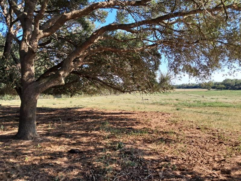 19289 Bosse Road, Washington, Texas image 31