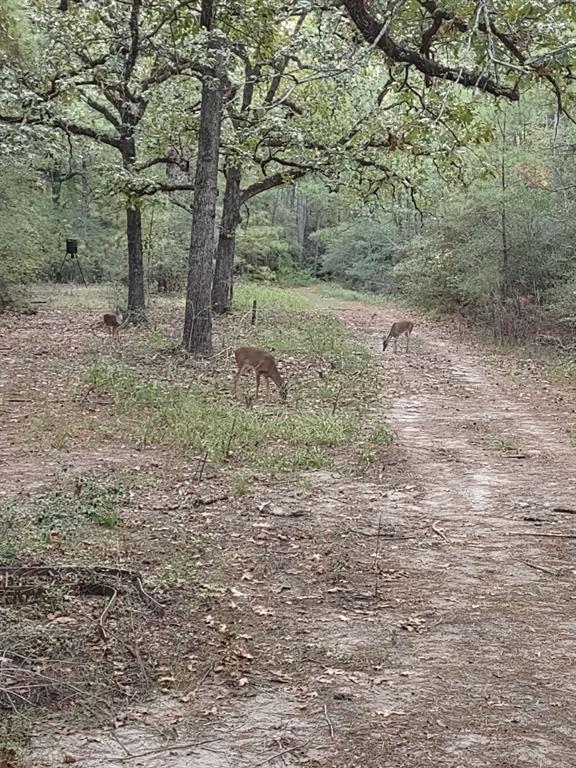 16561 Fm 2620, Bedias, Texas image 36