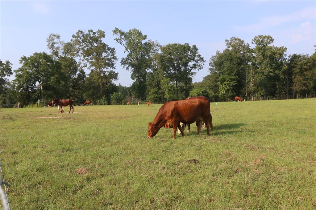 Lot 13 Caperidge Court, Huffman, Texas image 22