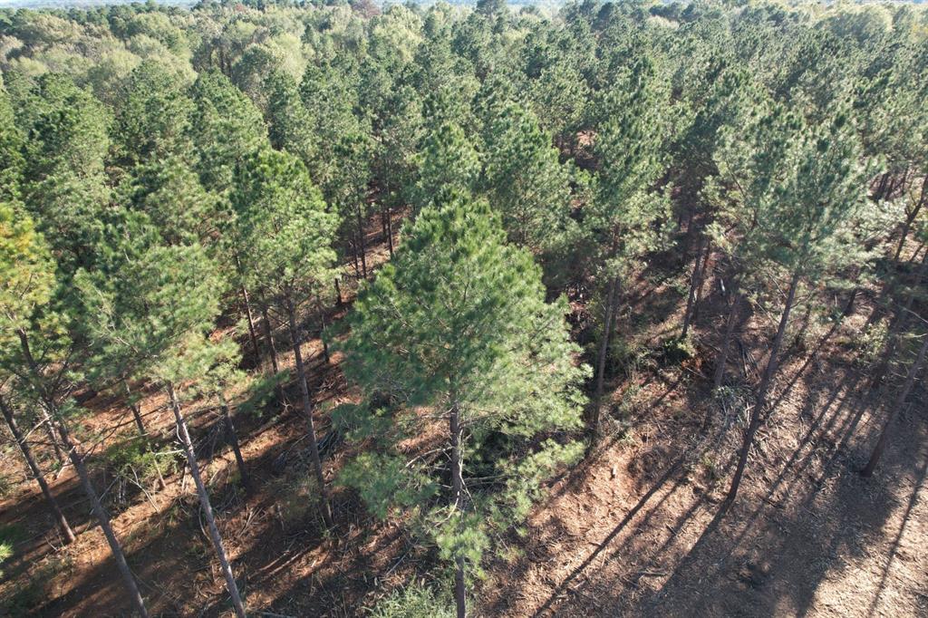 TBD County Road 4484, Tenaha, Texas image 6