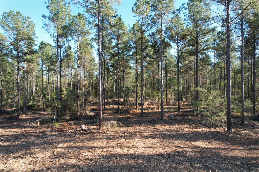 TBD County Road 4484, Tenaha, Texas image 3