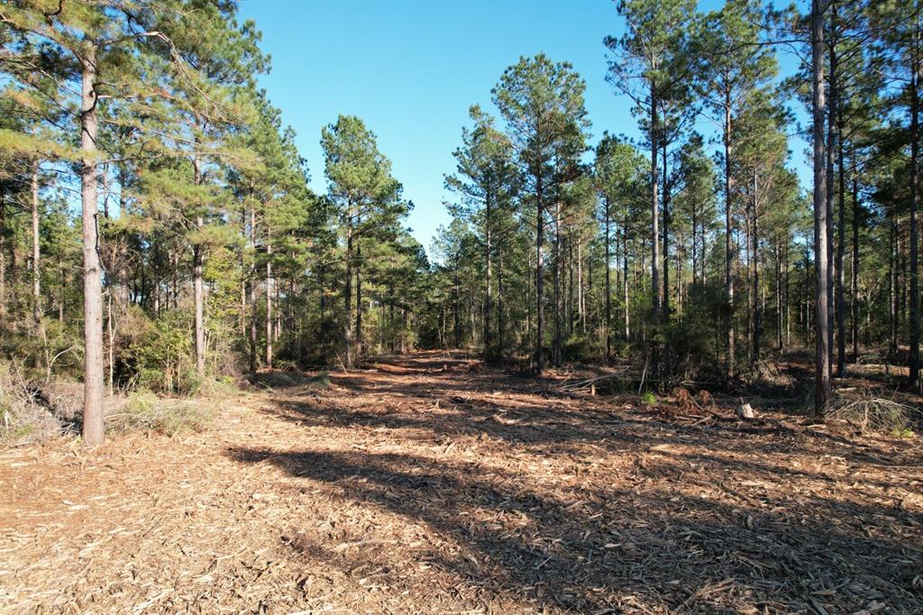 TBD County Road 4484, Tenaha, Texas image 2