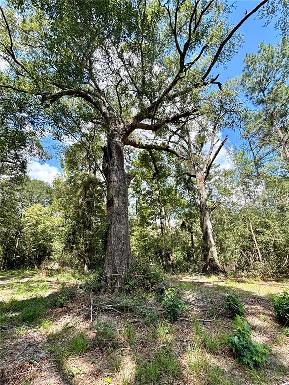 TBD County Road 12, Zavalla, Texas image 29