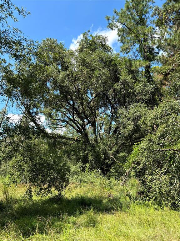 TBD County Road 12, Zavalla, Texas image 26