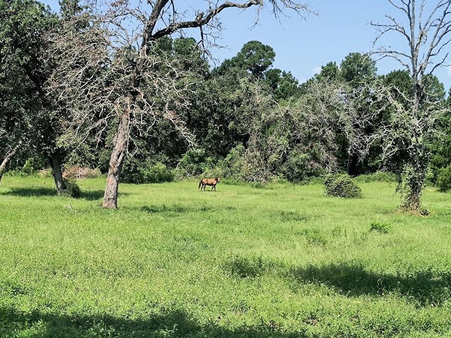 15662 County Road 304, Navasota, Texas image 17