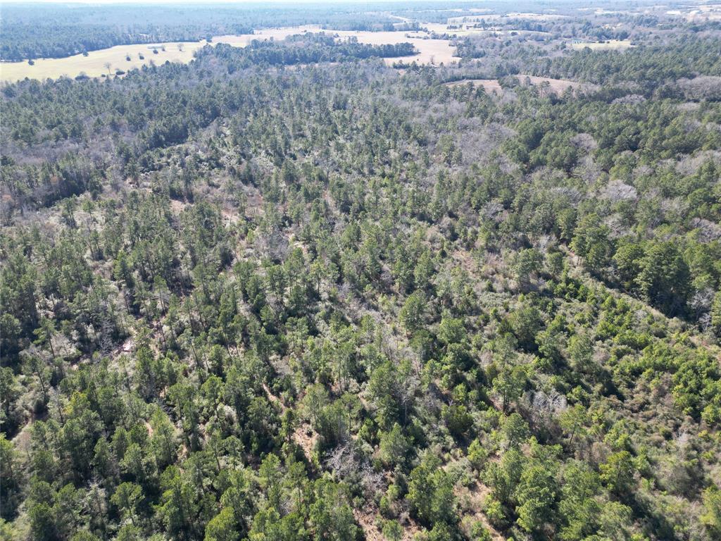 33 Acres Fm-811, Centerville, Texas image 18