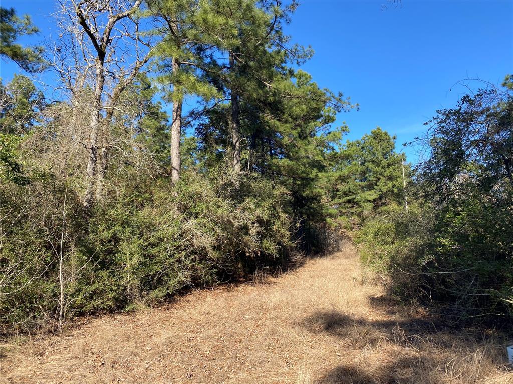 33 Acres Fm-811, Centerville, Texas image 10