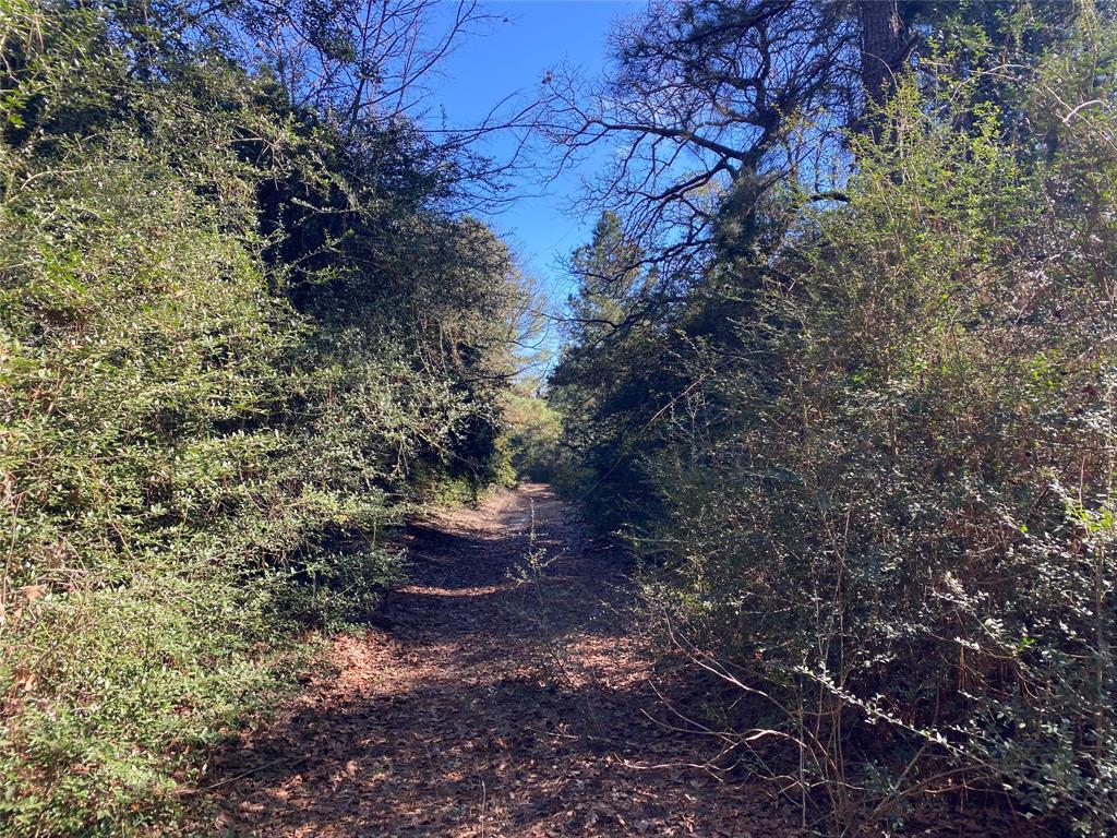33 Acres Fm-811, Centerville, Texas image 45