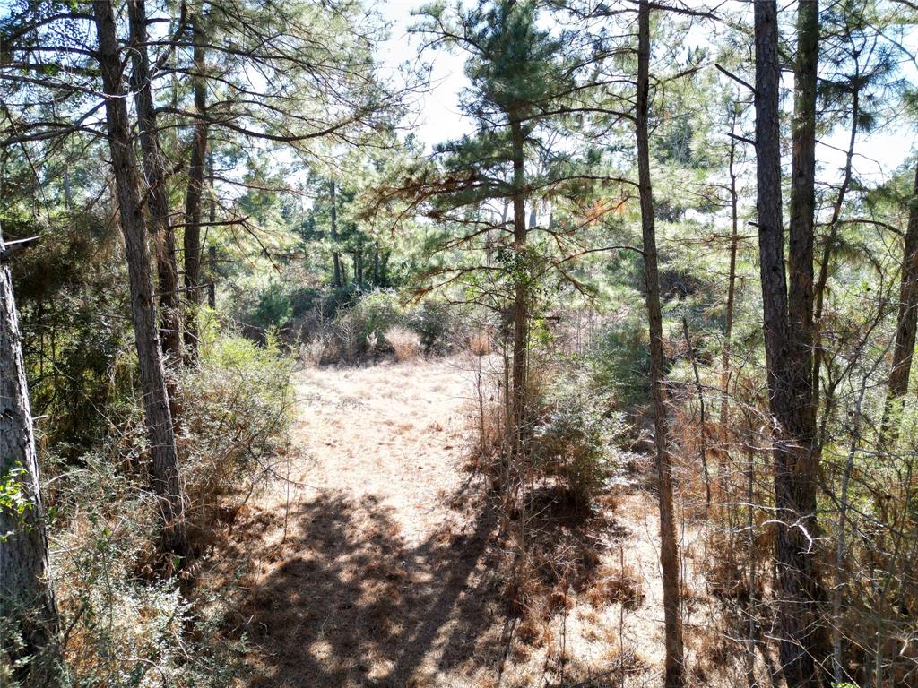 33 Acres Fm-811, Centerville, Texas image 11