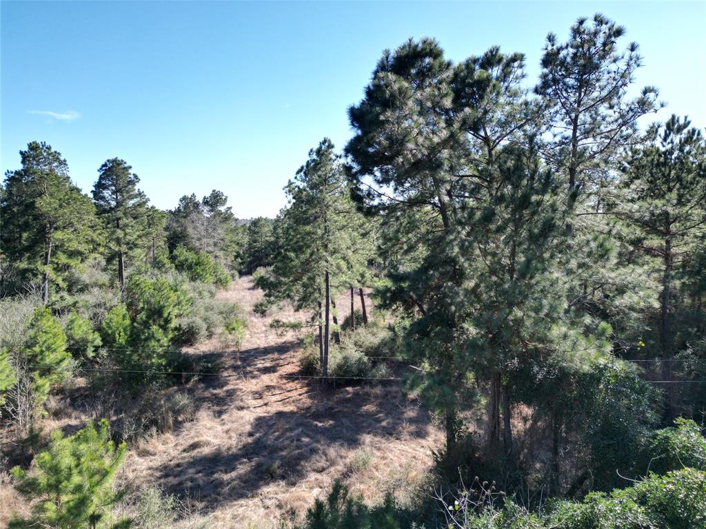 33 Acres Fm-811, Centerville, Texas image 6