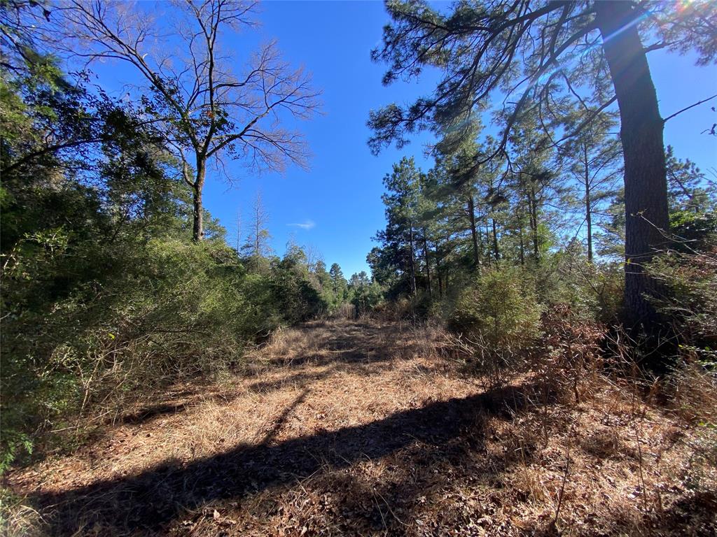 33 Acres Fm-811, Centerville, Texas image 4
