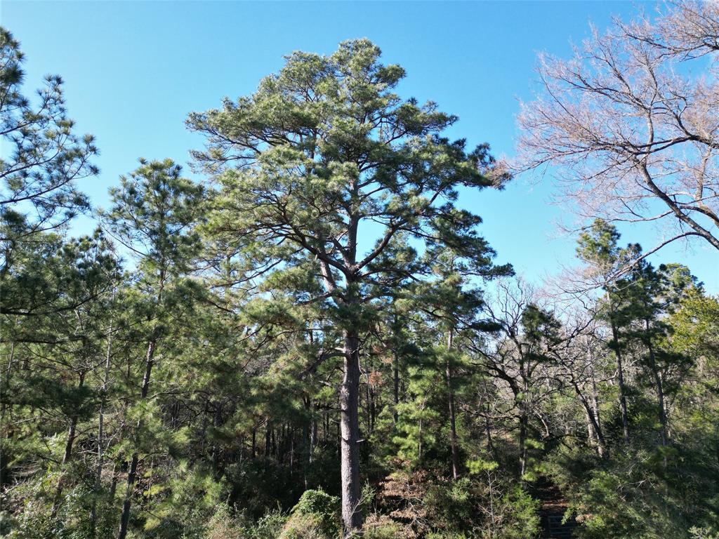 33 Acres Fm-811, Centerville, Texas image 38