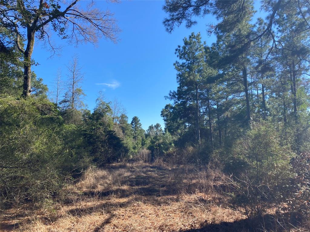 33 Acres Fm-811, Centerville, Texas image 48