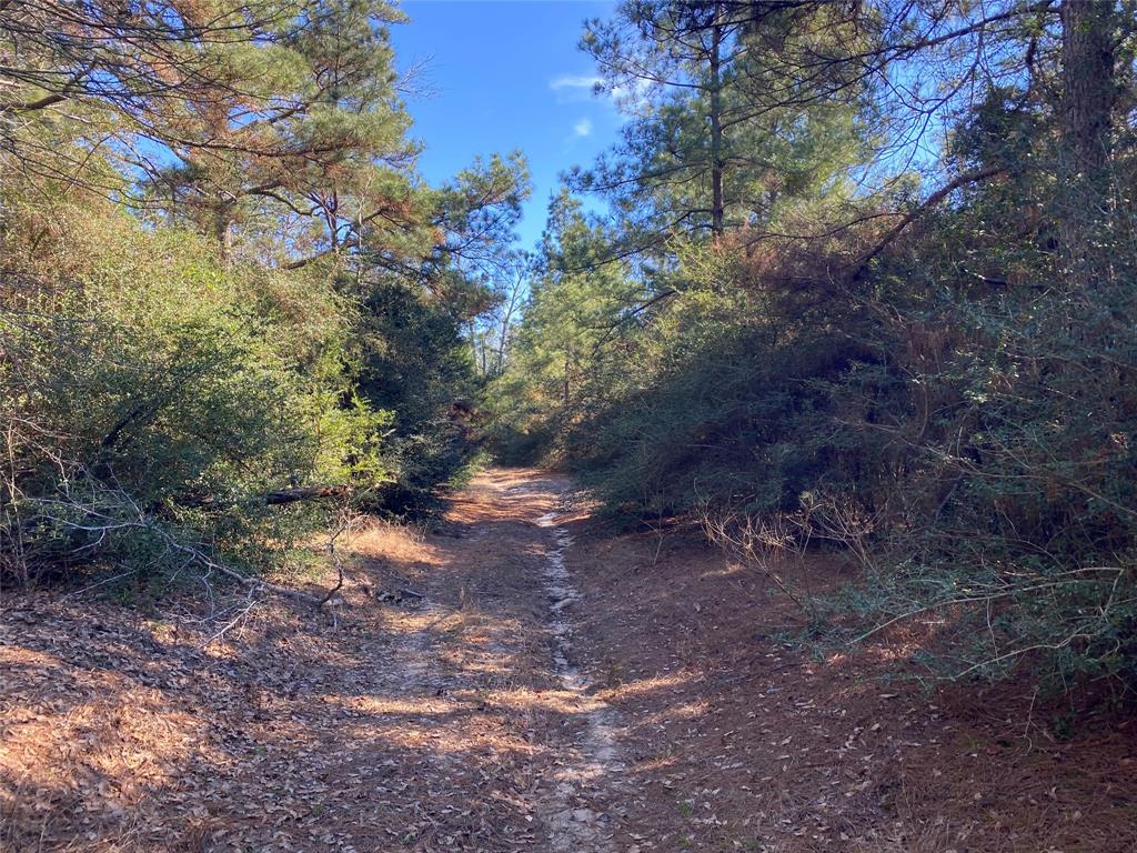 33 Acres Fm-811, Centerville, Texas image 39