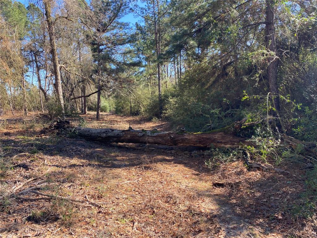 33 Acres Fm-811, Centerville, Texas image 14