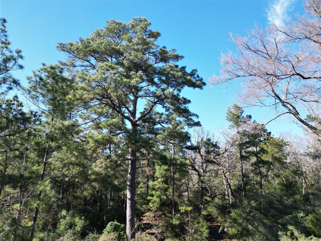 33 Acres Fm-811, Centerville, Texas image 30