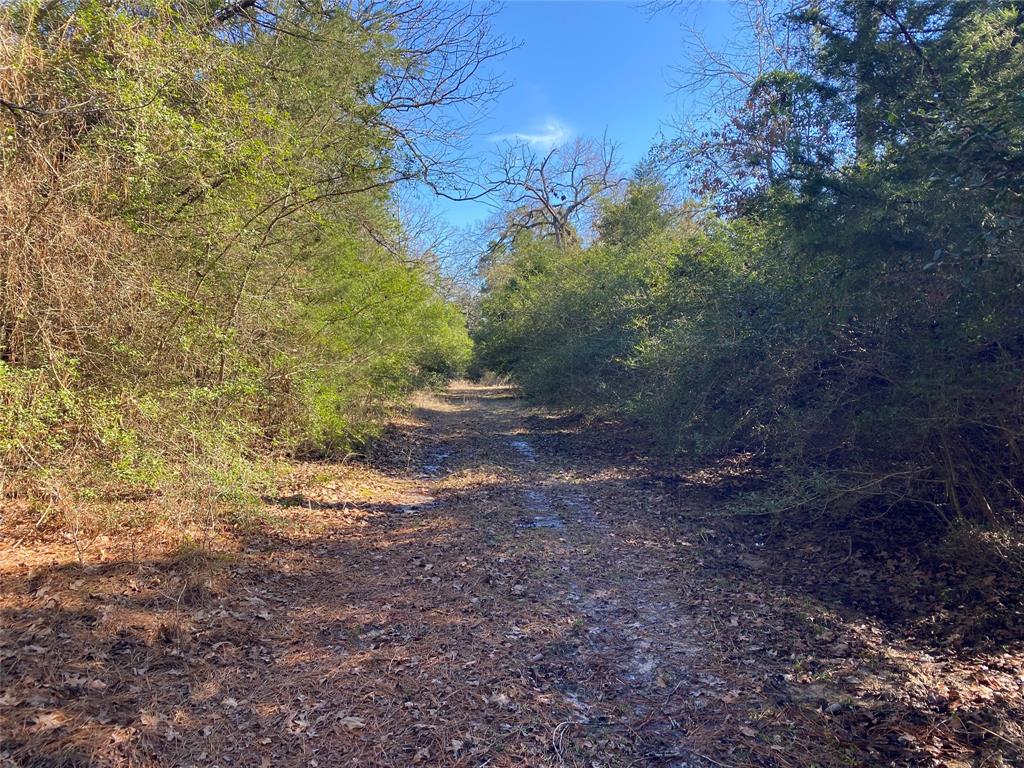 33 Acres Fm-811, Centerville, Texas image 46
