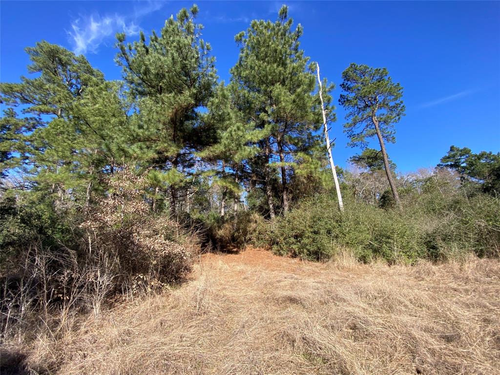 33 Acres Fm-811, Centerville, Texas image 1