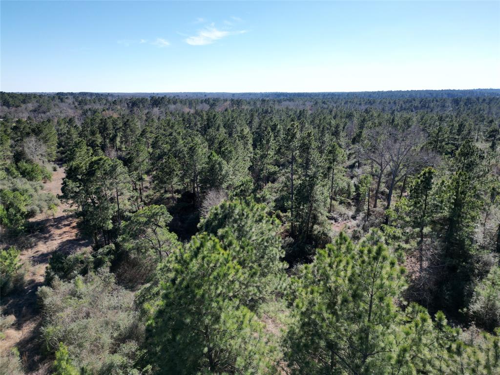 33 Acres Fm-811, Centerville, Texas image 3