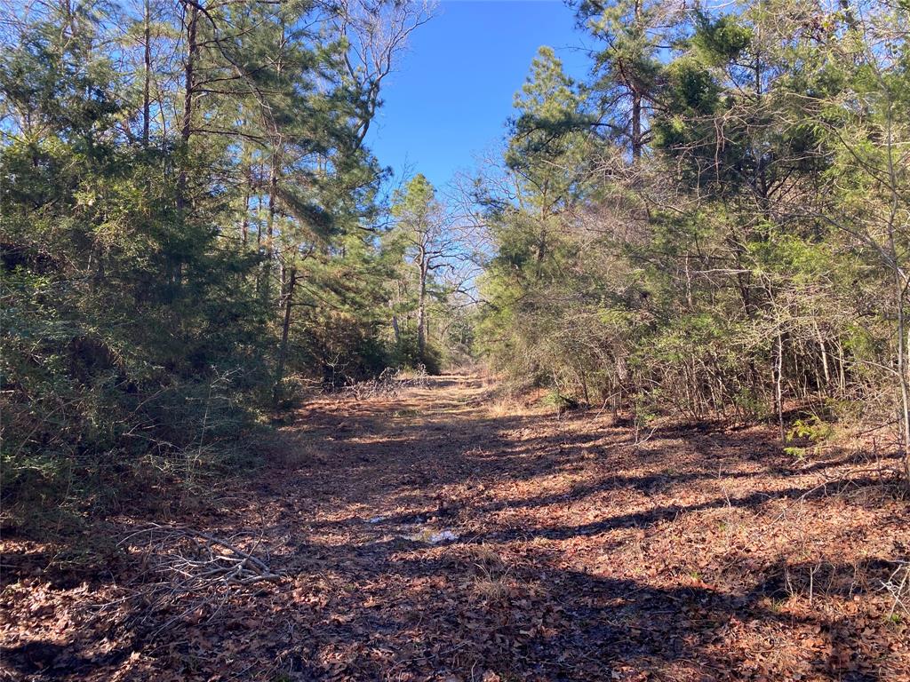 33 Acres Fm-811, Centerville, Texas image 19