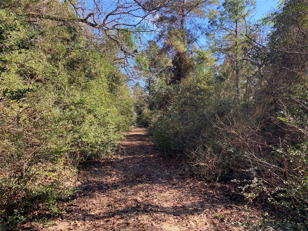 33 Acres Fm-811, Centerville, Texas image 43