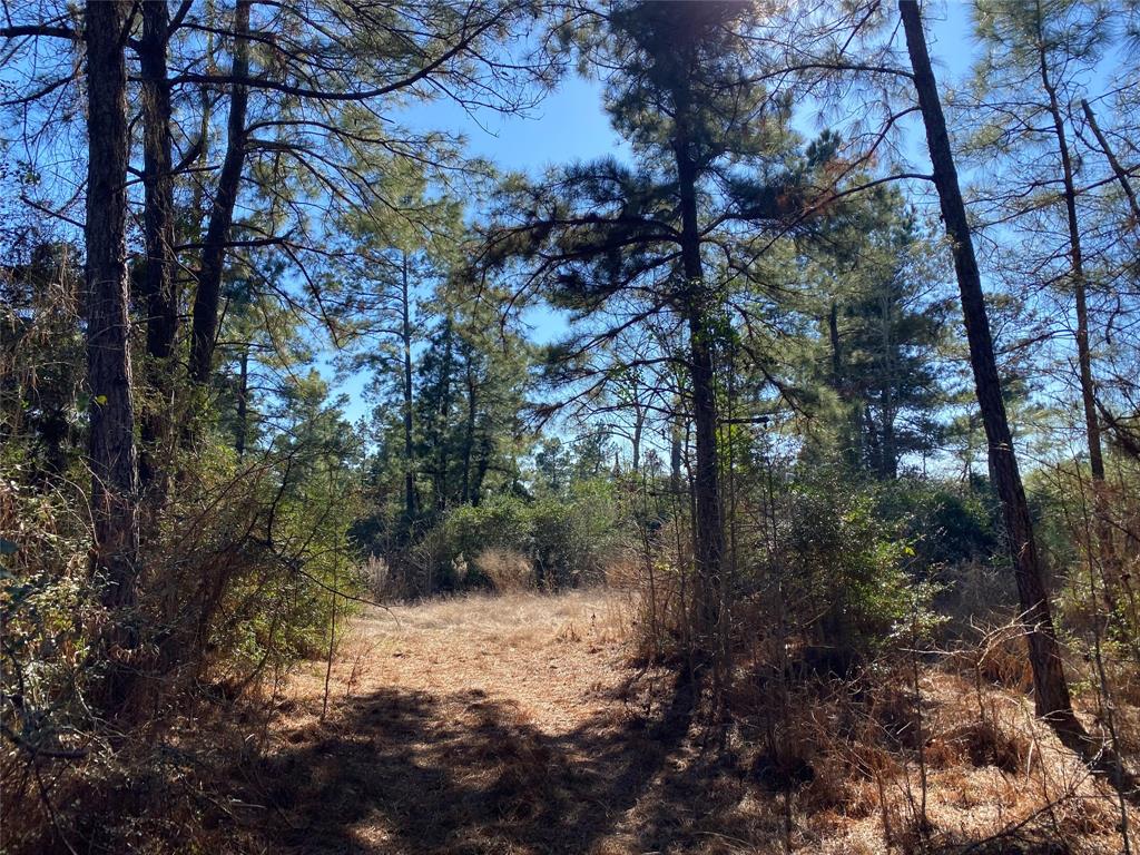 33 Acres Fm-811, Centerville, Texas image 24