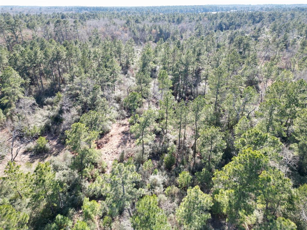 33 Acres Fm-811, Centerville, Texas image 33