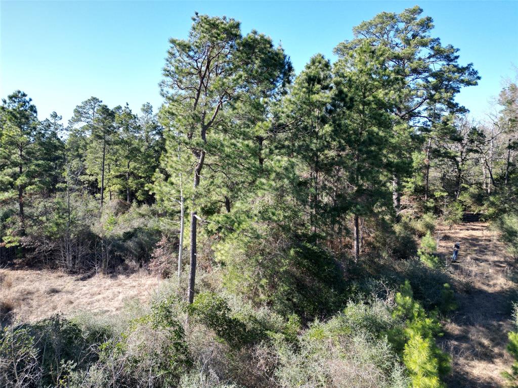 33 Acres Fm-811, Centerville, Texas image 15