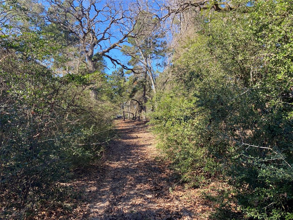 33 Acres Fm-811, Centerville, Texas image 44