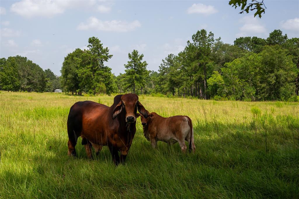 County Road 4800, Warren, Texas image 2