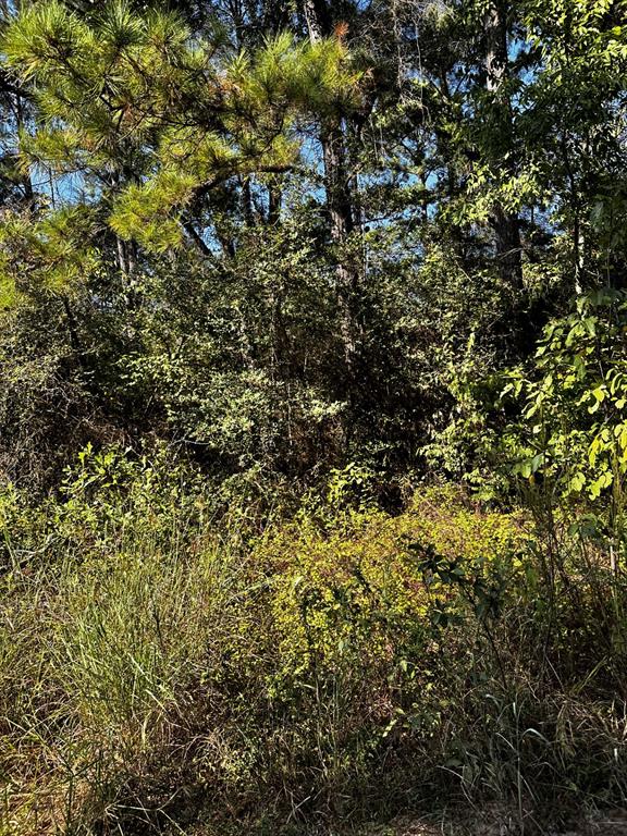 LOT 78 Tree Line Loop, Anderson, Texas image 4