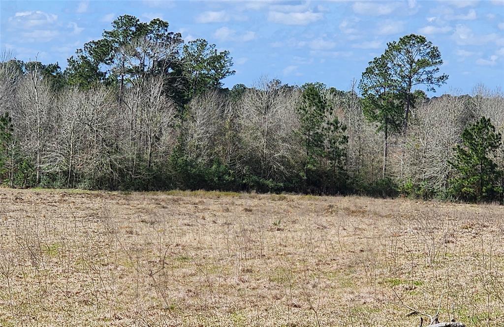 000 Pinckard Road, Livingston, Texas image 5