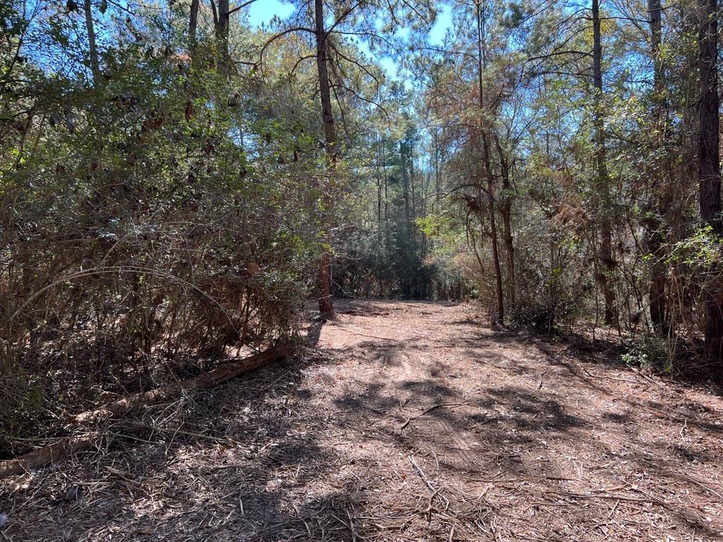 0025 County Road 302, Plantersville, Texas image 21