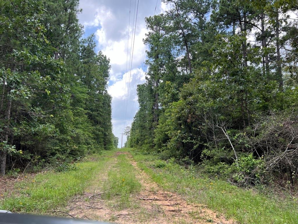 0025 County Road 302, Plantersville, Texas image 10