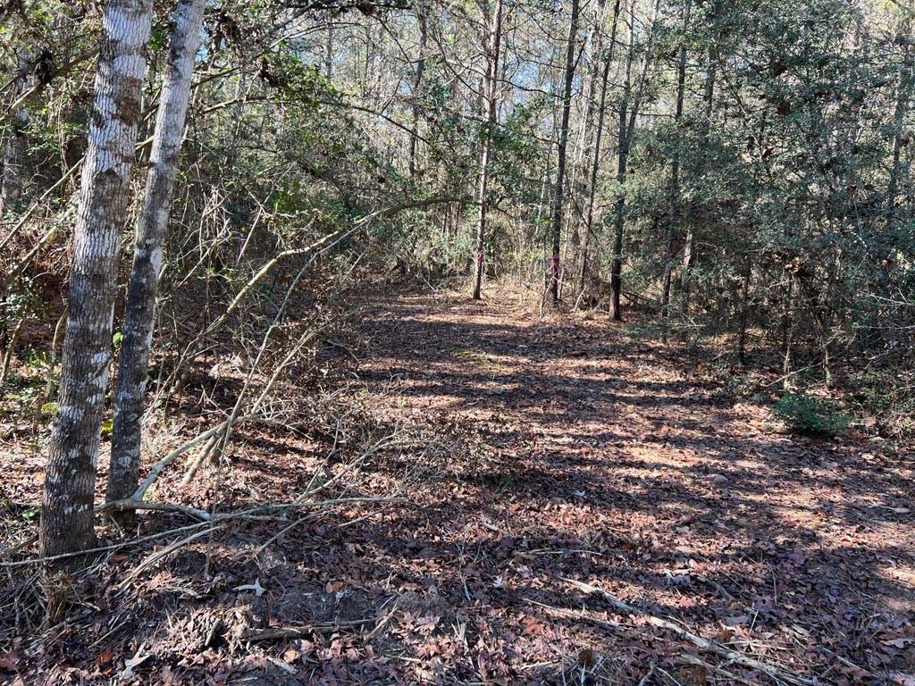 0025 County Road 302, Plantersville, Texas image 30