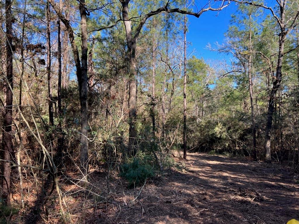 0025 County Road 302, Plantersville, Texas image 35