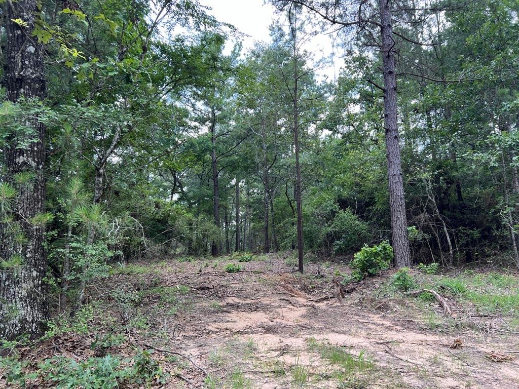 0025 County Road 302, Plantersville, Texas image 8