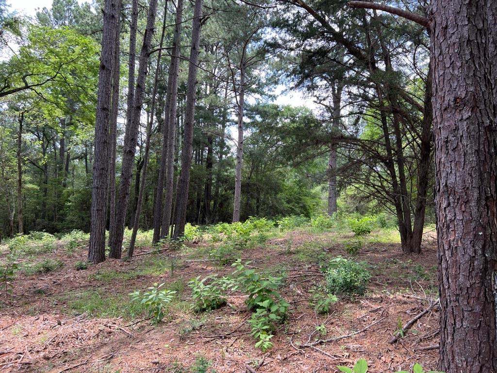 0025 County Road 302, Plantersville, Texas image 2