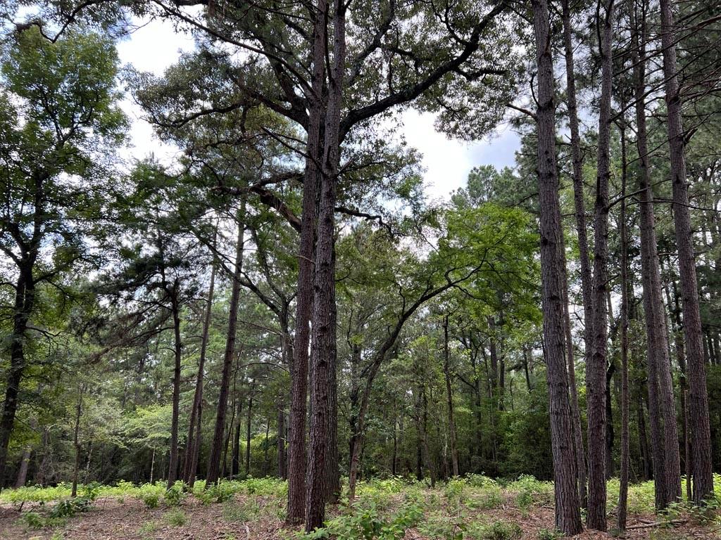0025 County Road 302, Plantersville, Texas image 4